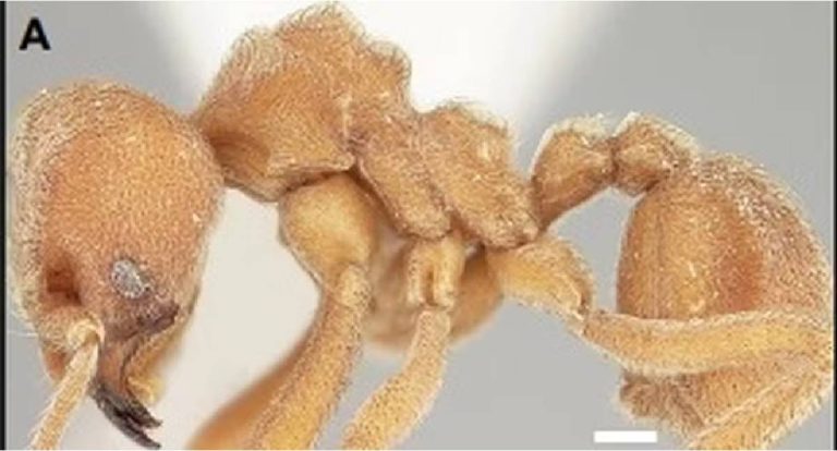 Formiga transforma CO₂ em armadura mineral no próprio corpo