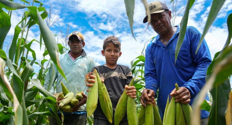 Cultivo do milho fortalece agricultura em União Bandeirantes