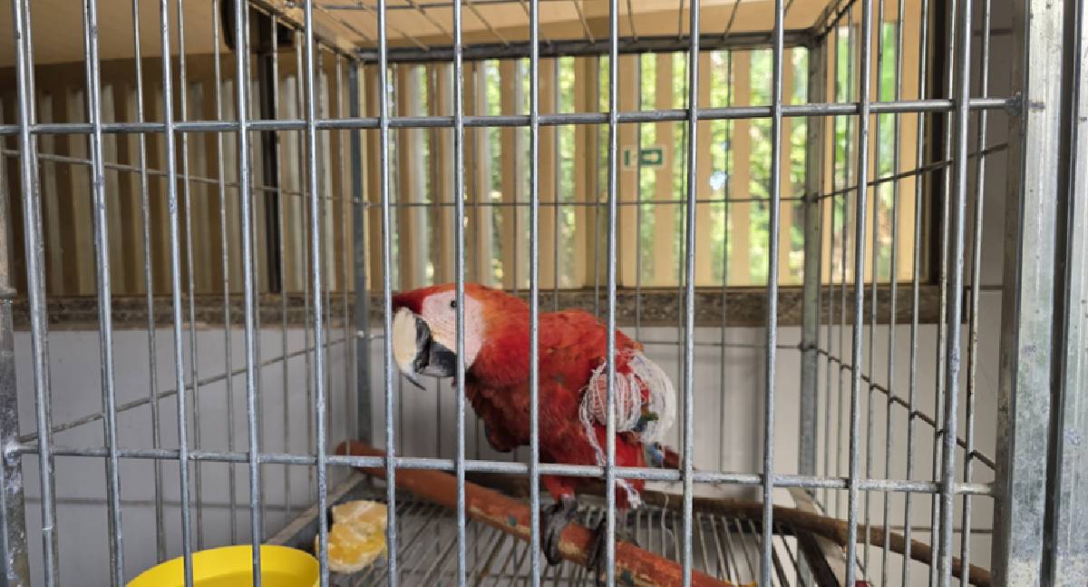 Nova 364 resgata arara ferida e reforça proteção à fauna