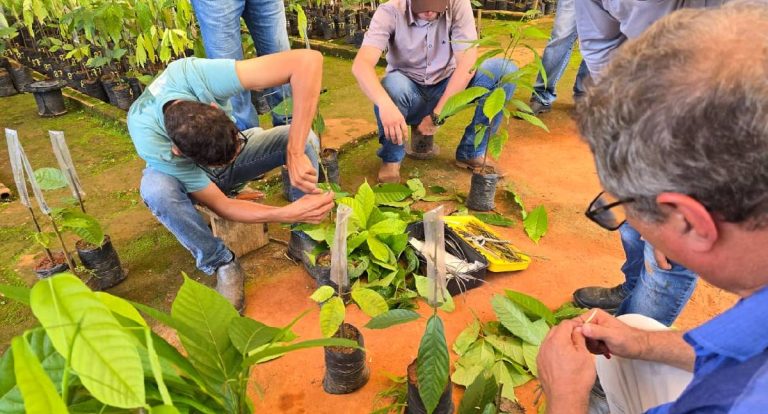 Jaru abre cadastro para produtores receberem mudas de cacau