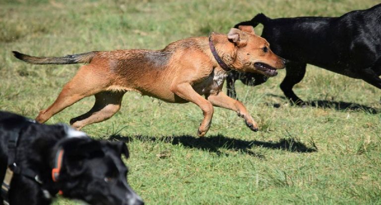 Conheça os caminhos para desenvolver a inteligência dos cães