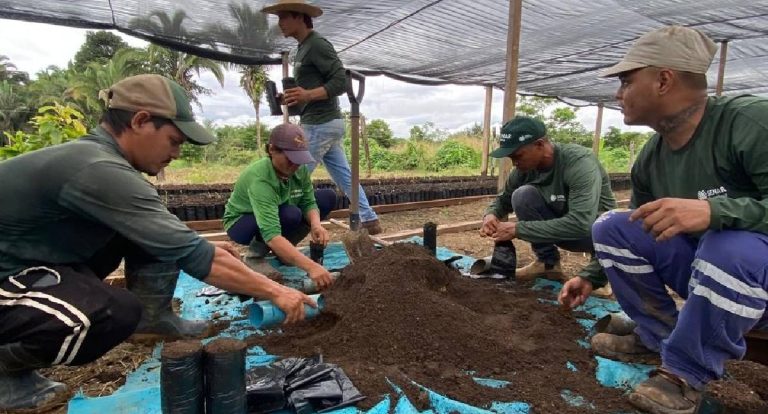 Cacau em Porto Velho: produção cresce com tecnologia