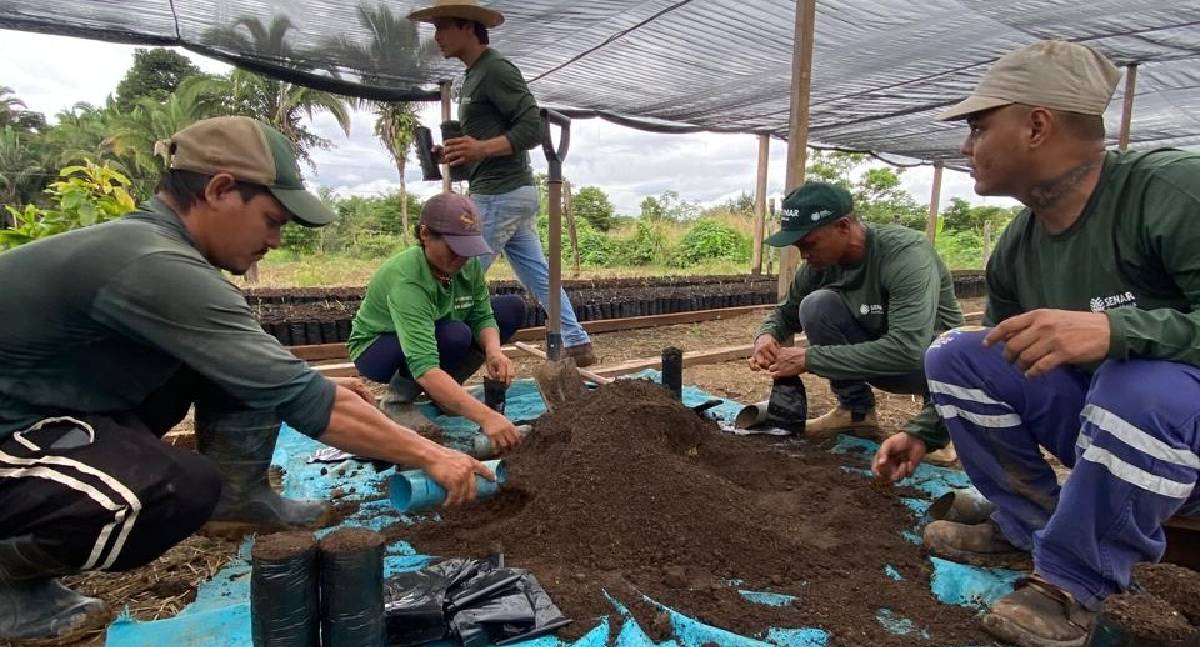 Cacau em Porto Velho: produção cresce com tecnologia
