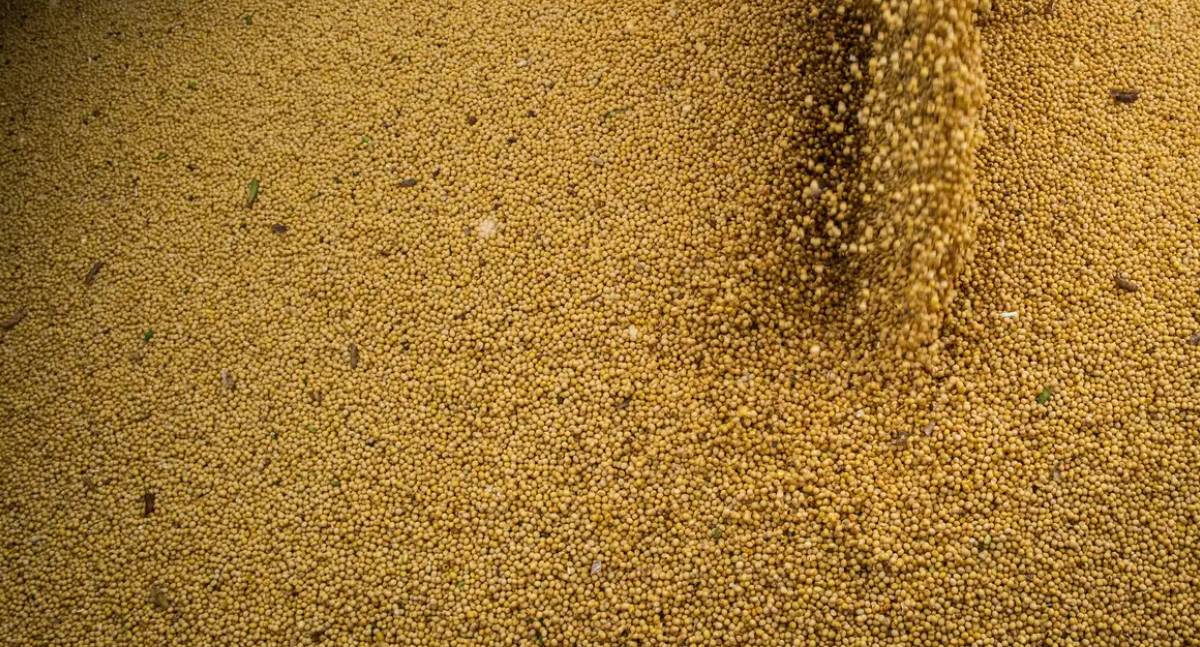 Agro cresce 11,7% e impulsiona um terço da expansão do PIB em 2025