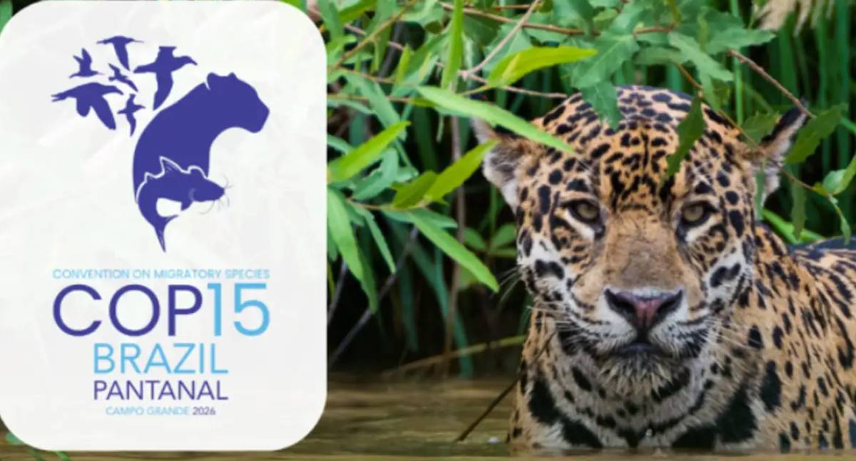 Brasil sedia conferência da ONU sobre espécies migratórias