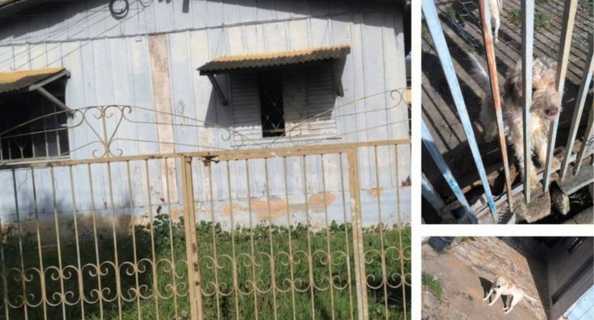 Cães abandonados em imóvel à venda geram alerta de maus-tratos em RO
