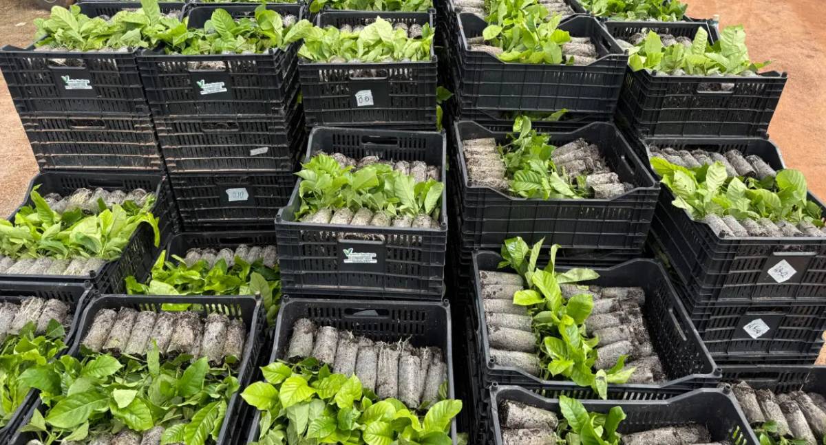 Café no Vale do Guaporé programa Plante Mais eleva produtividade e qualidade