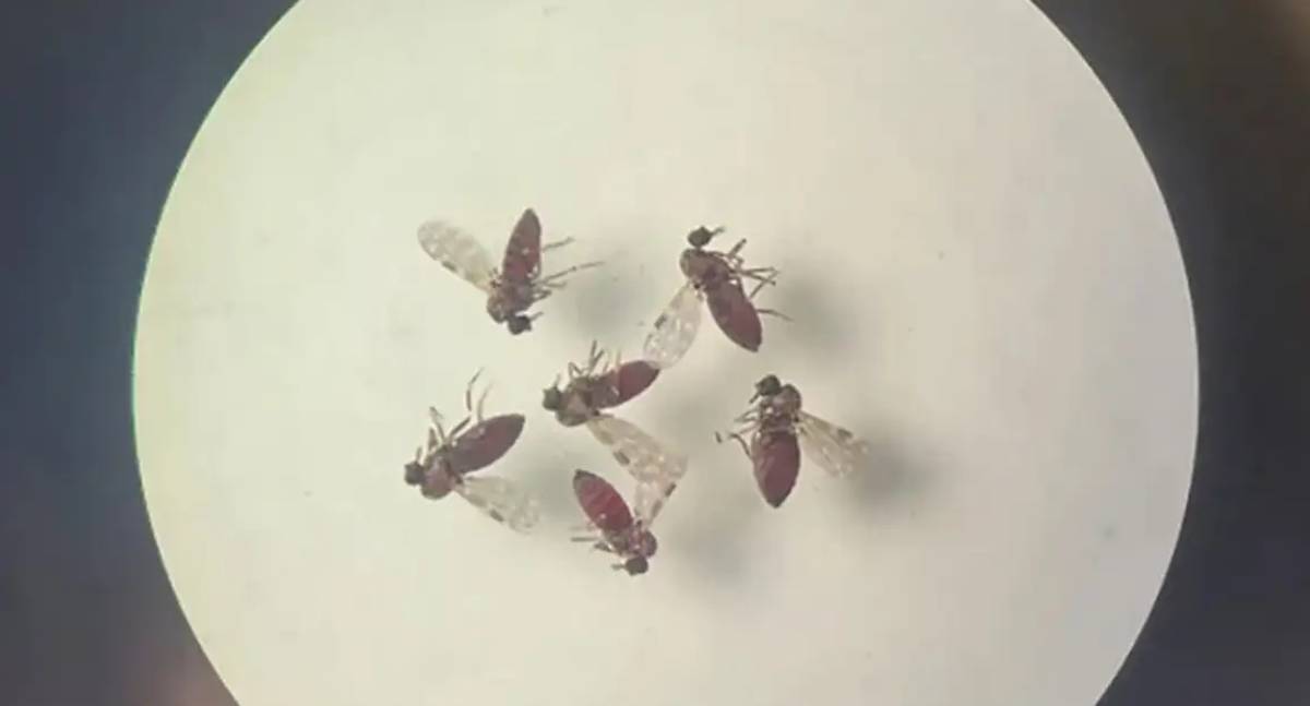 Casos de Oropouche atingem 2% da população brasileira sob forte subnotificação