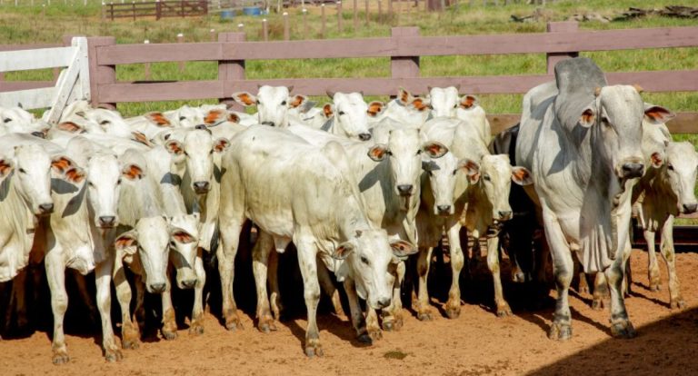 Cláudia de Jesus destina R$ 85 mil para fortalecimento da pecuária em Mirante da Serra