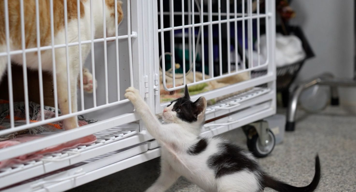 Clínica Veterinária Pública de Porto Velho fortalece acesso gratuito à saúde animal