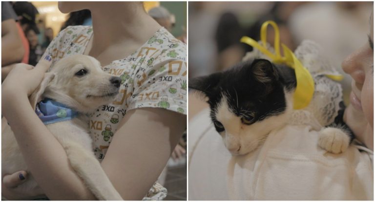 Feira de adoção de pets acontece no Porto Velho Shopping neste fim de semana