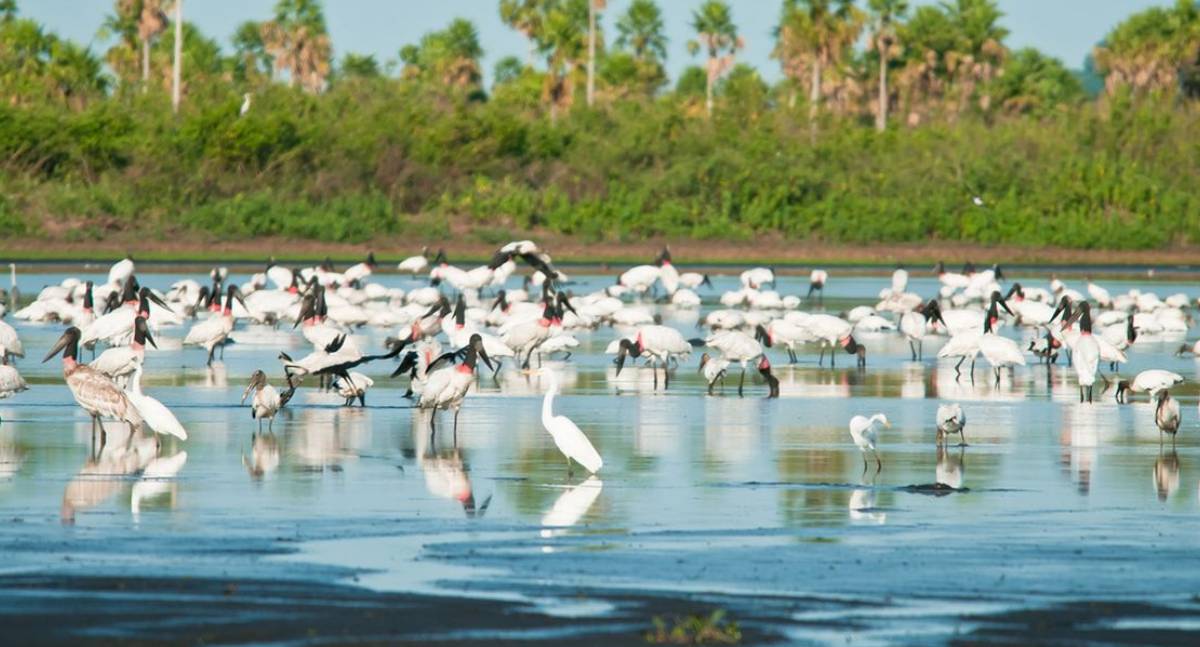 Governo amplia proteção ambiental no Cerrado e Pantanal em 148 mil hectares