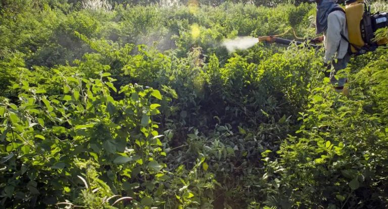 Governo define 31 eixos prioritários para reduzir o uso de agrotóxicos no Brasil