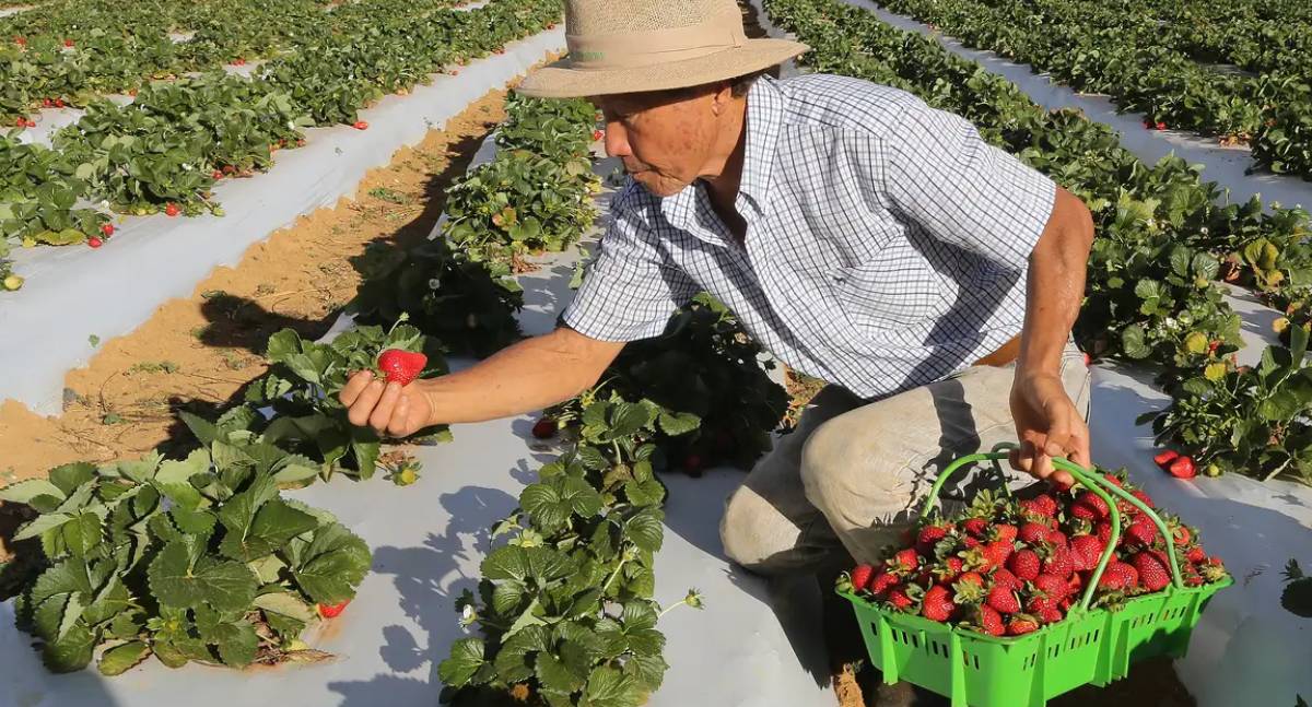 Governo inicia pagamento do Garantia-Safra para 685 mil agricultores familiares