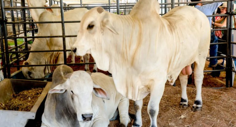 ICMS do gado em Rondônia tem redução para fortalecer a competitividade do setor