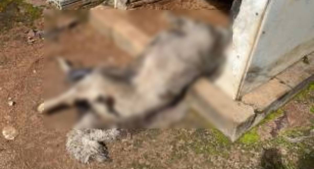 Justiça apura suspeita de envenenamento de cães comunitários em Cerejeiras