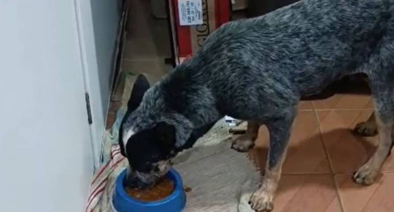 Justiça concede liberdade a homem que mutilou cão com roçadeira em RO