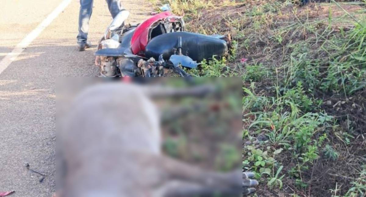 Motociclista sobrevive após colidir com anta na BR-435