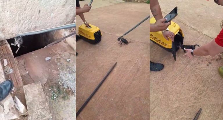 Operação 7 vidas resgata gato de bueiro na zona sul de Porto Velho