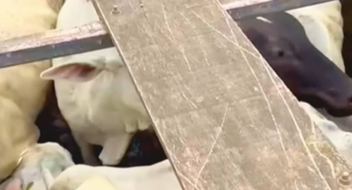 Polícia Civil de Rondônia recupera gado furtado em Buritis