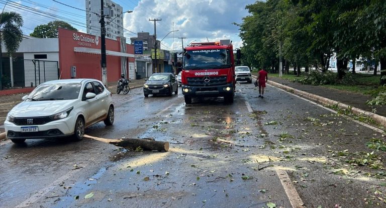 Saiba como acionar atendimento em casos de risco de queda de árvores
