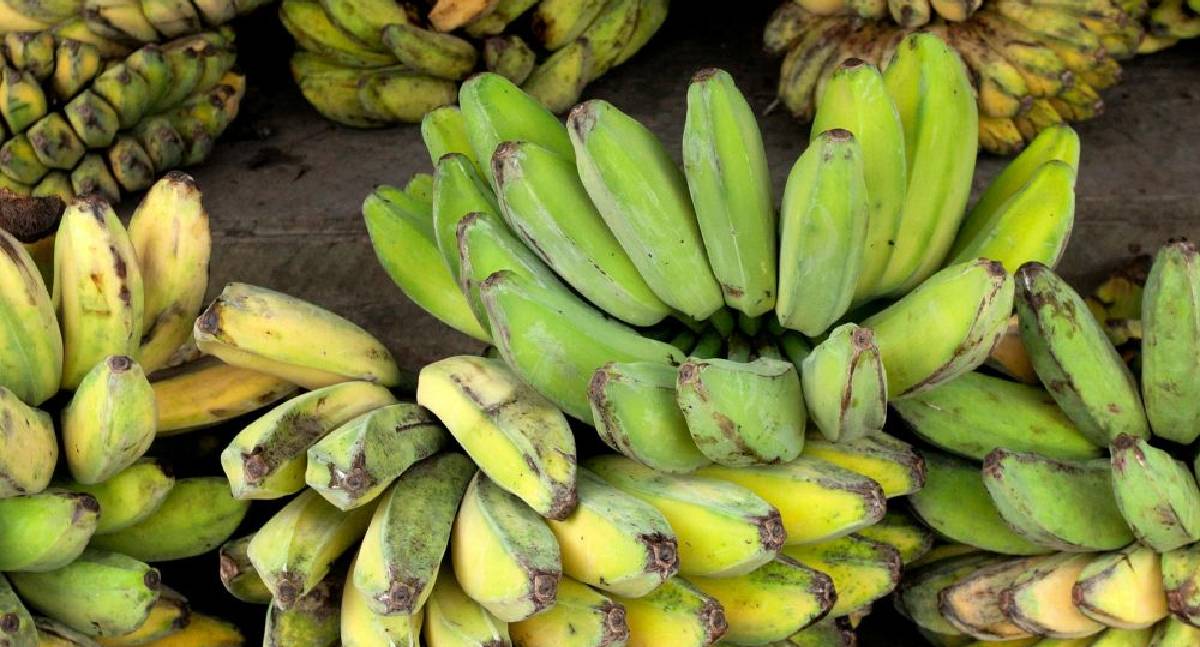 Rondônia fica atrás de estados do Norte na oferta de banana nas Ceasas