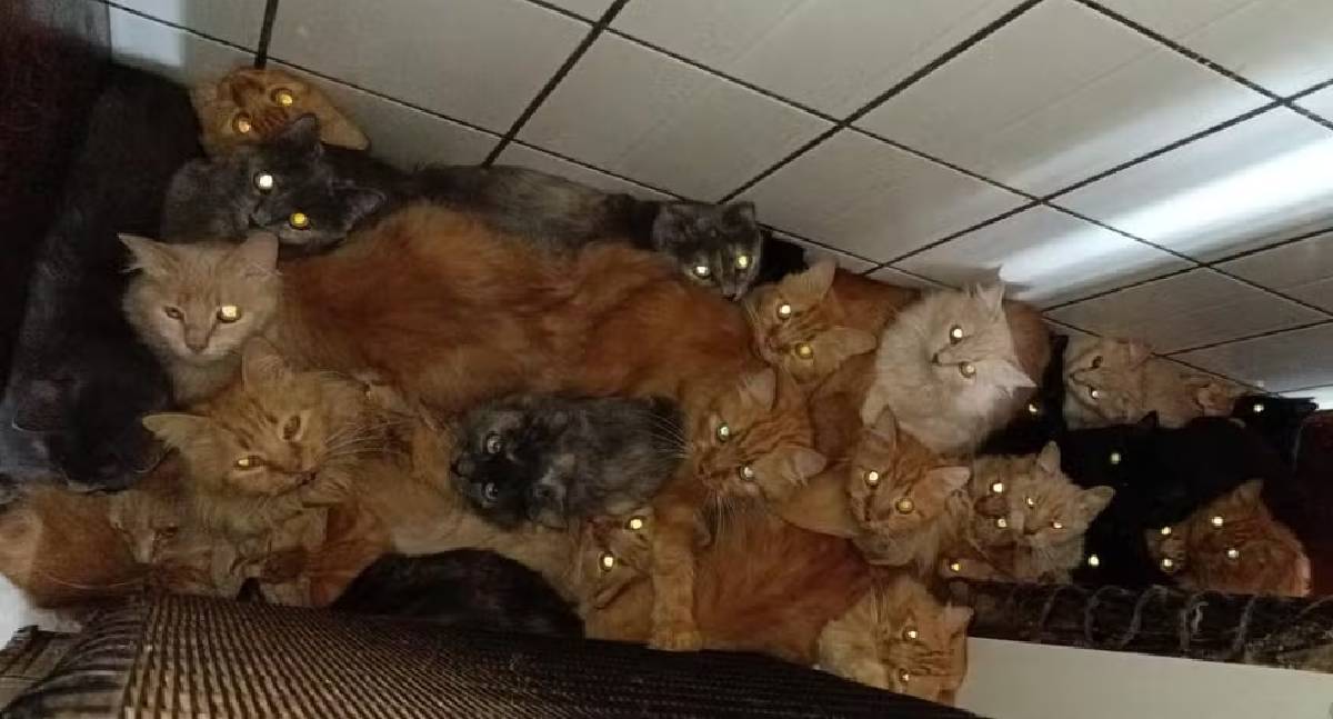 Polícia investiga caso de 400 gatos em apartamento de Santa Catarina