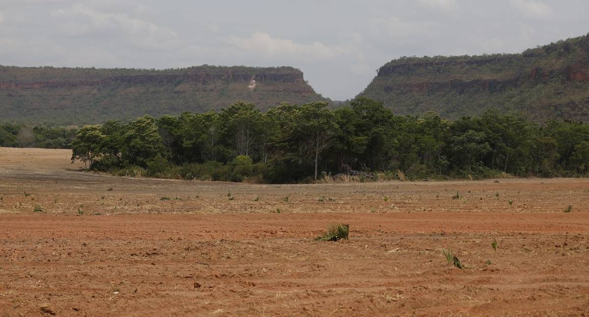 Fragmentos de vegetação nativa crescem 260% no Brasil