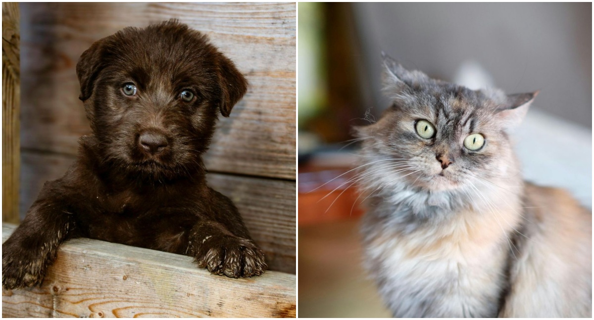 Inteligência artificial vira ferramenta para golpes envolvendo animais desaparecidos