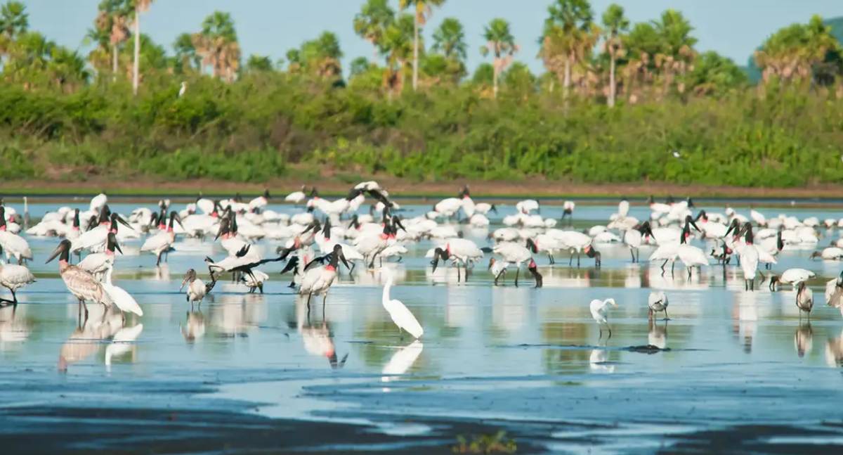 Desmatamento no Brasil cai abaixo de 1 milhão de hectares