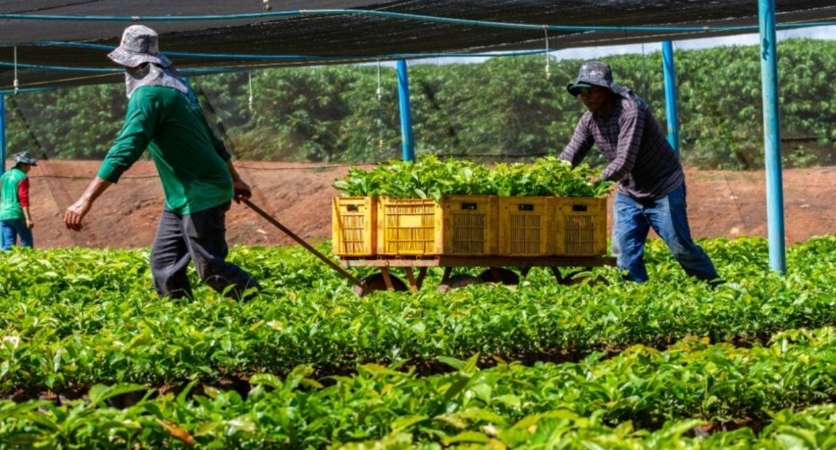Mudas de café clonal em Novo Horizonte são garantidas por emenda da deputada Cláudia de Jesus