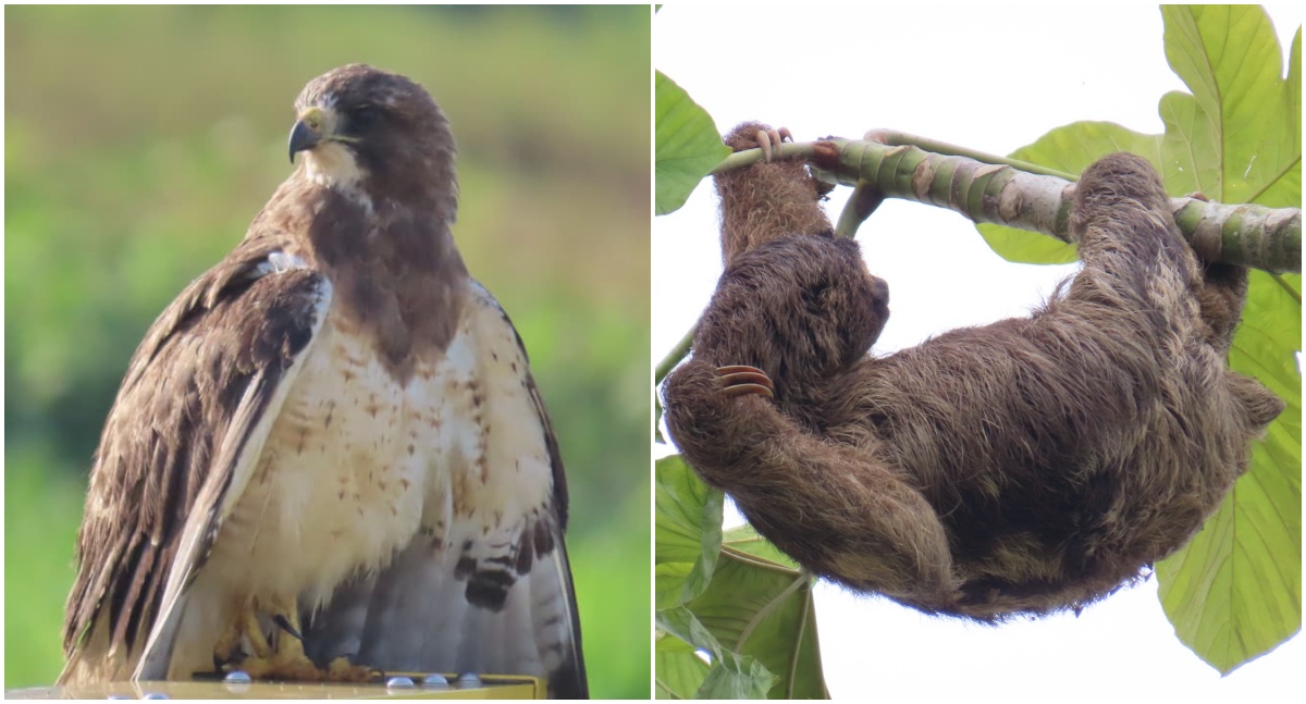 Aeroporto de Porto Velho fortalece ações de proteção à biodiversidade na Amazônia