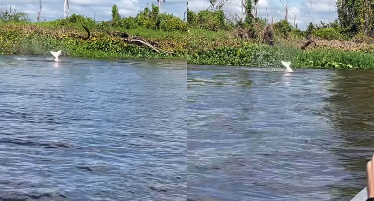 Pescador de RO registra boto arremessando peixe-elétrico
