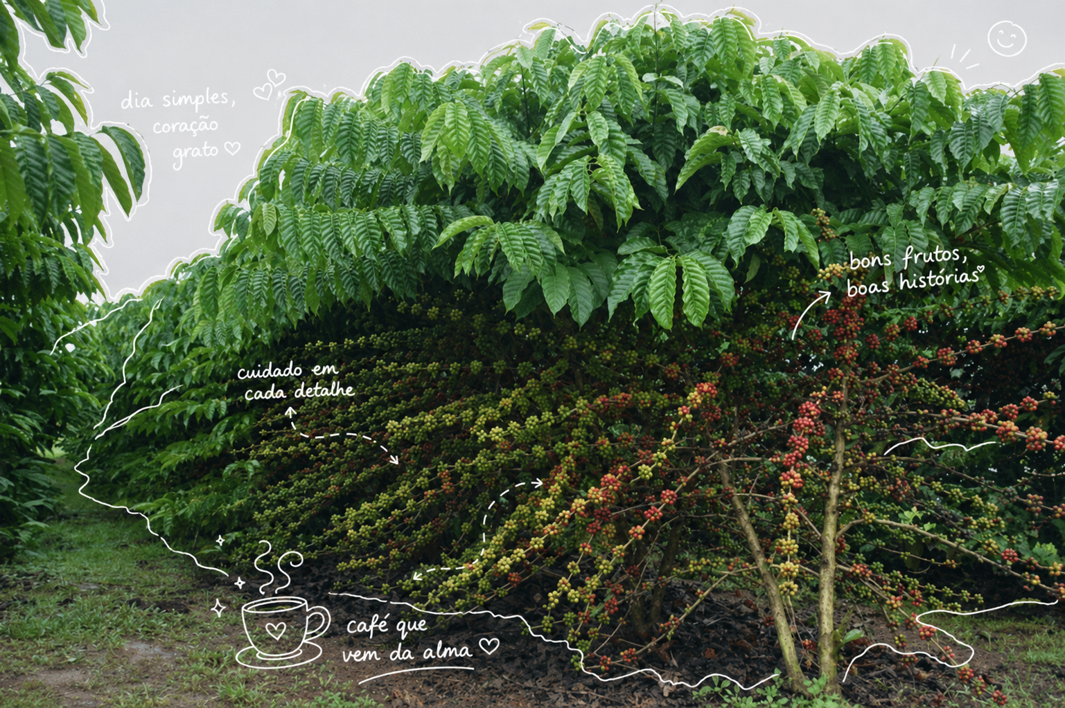 Café Robusta Amazônico de Rondônia conquista o mundo e reforça o orgulho da produção regional