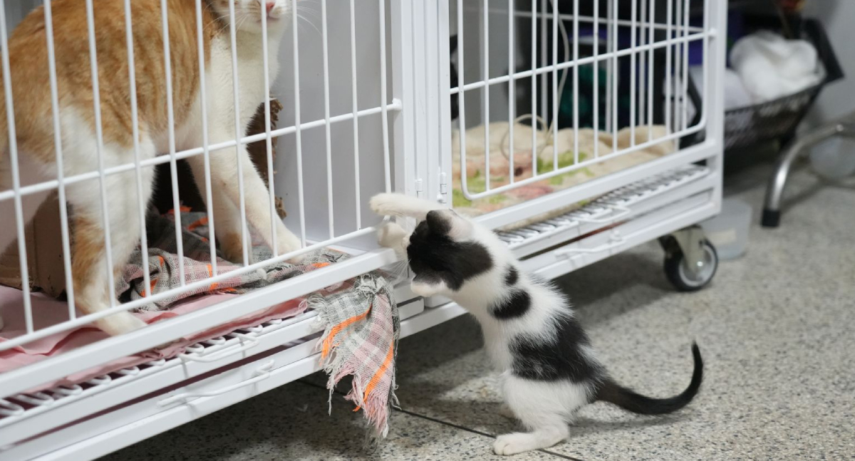 Clínica do Bem-Estar Animal supera 6,6 mil atendimentos e impulsiona adoção de pets