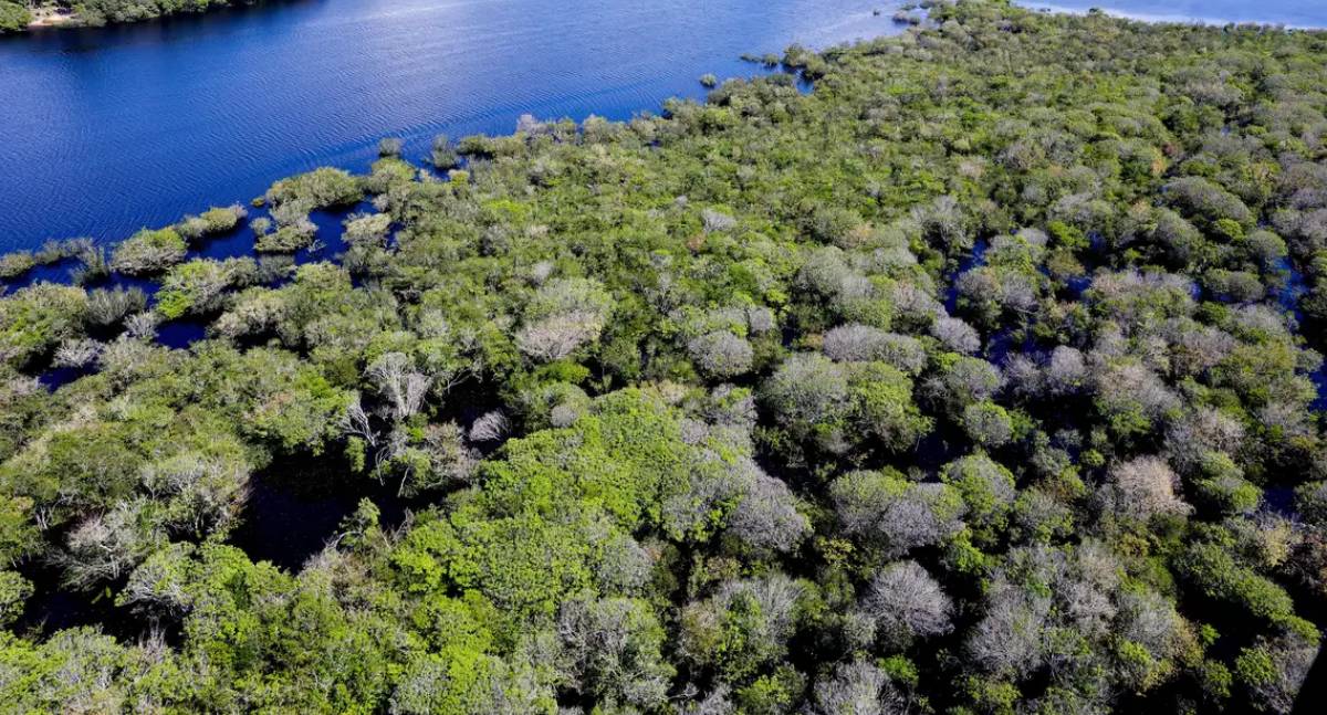 Desmatamento na Amazônia cai 35% em junho, aponta Deter