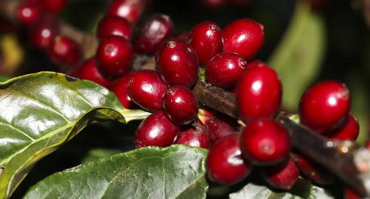 Óleo, café e carne estão fora do tarifaço imposto pelos EUA