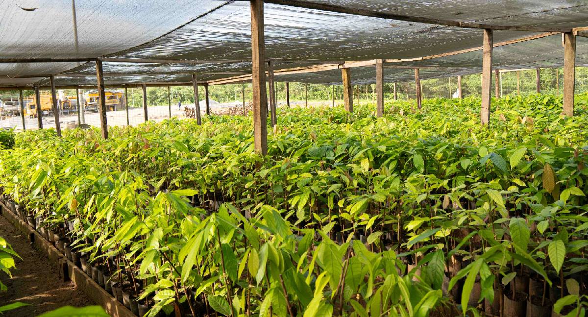 Jaru amplia produção de mudas de cacau para 20 mil no Viveiro Municipal