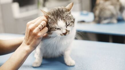 FIV, FeLV e PIF colocam prevenção felina em discussão