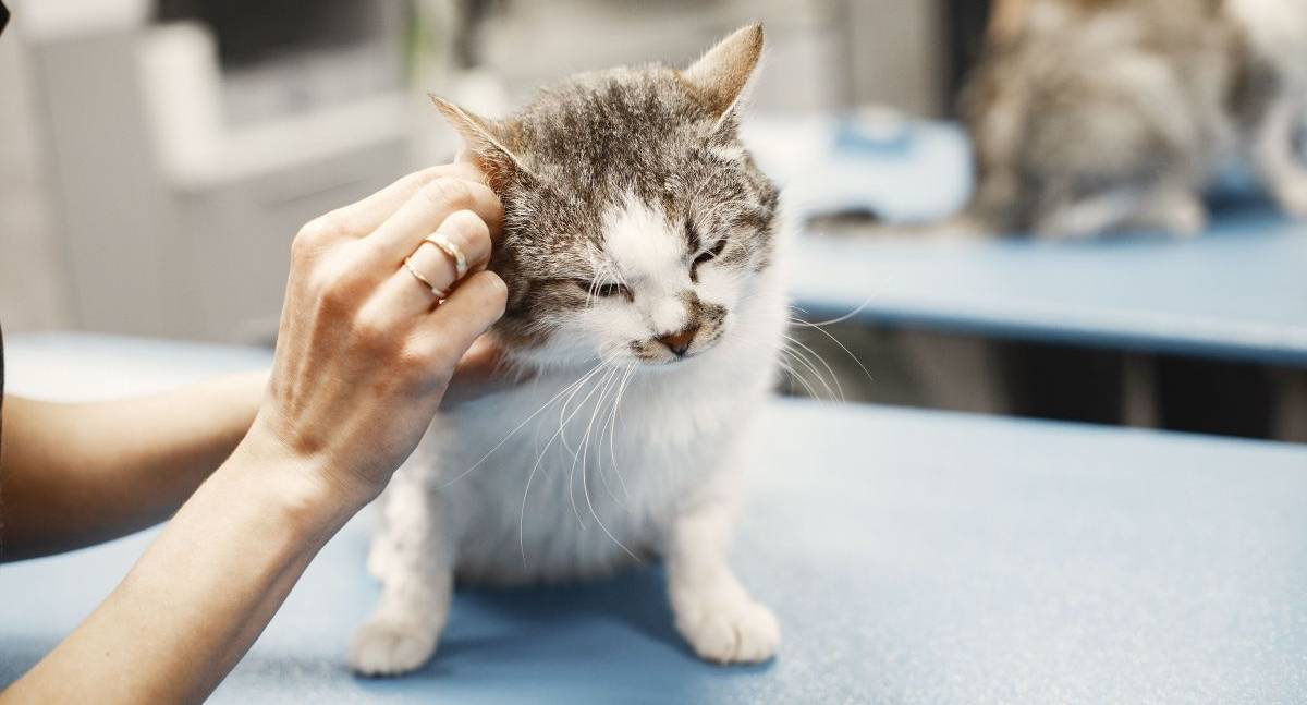 FIV, FeLV e PIF colocam prevenção felina em discussão