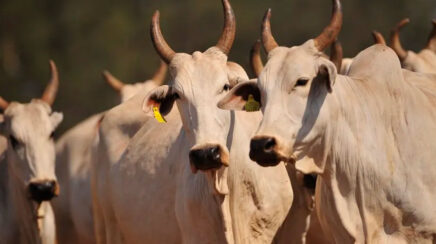 MPF aperta o cerco contra a carne de origem irregular em Rondônia