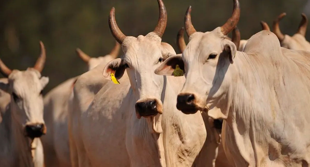 MPF aperta o cerco contra a carne de origem irregular em Rondônia