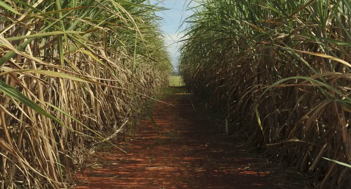 CMN eleva limite de remuneração para incentivar fundos de inovação no quinto leilão do Eco Invest Brasil