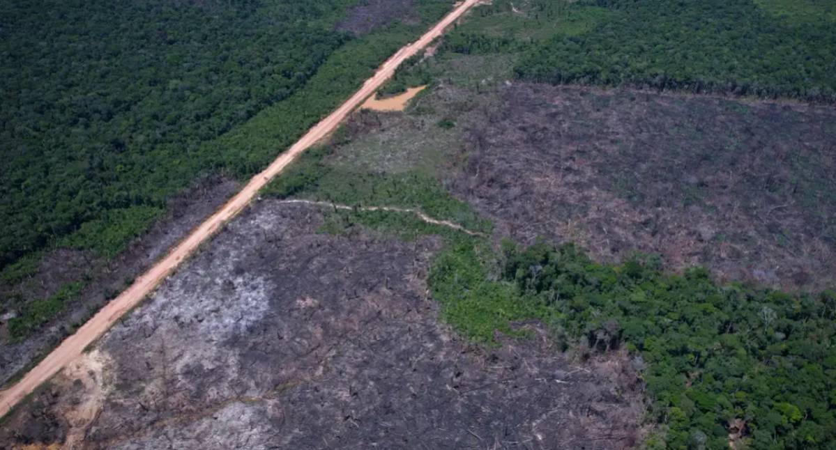 Desmatamento na Amazônia registra queda histórica de 36% e atinge menor marca desde 2016