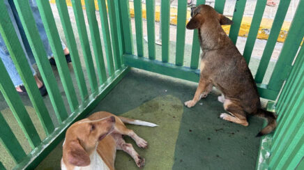 Feira de adoção garante novos lares para cães e gatos resgatados em Porto Velho