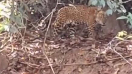 Flagrante de onça-pintada às margens de rio surpreende pescador em RO