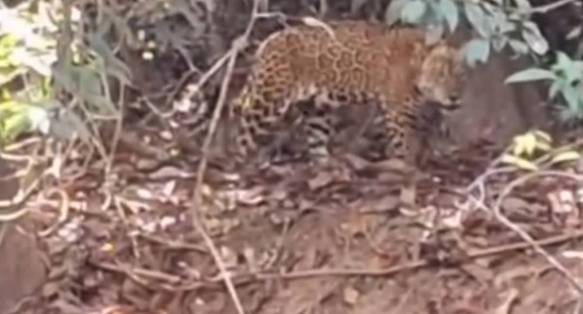 Flagrante de onça-pintada às margens de rio surpreende pescador em RO