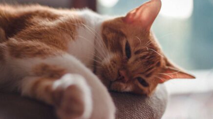 O silêncio dos gatos pode esconder sinais de dor e doenças