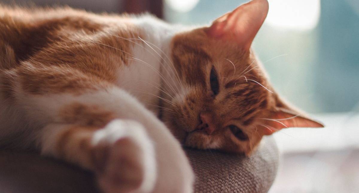 O silêncio dos gatos pode esconder sinais de dor e doenças