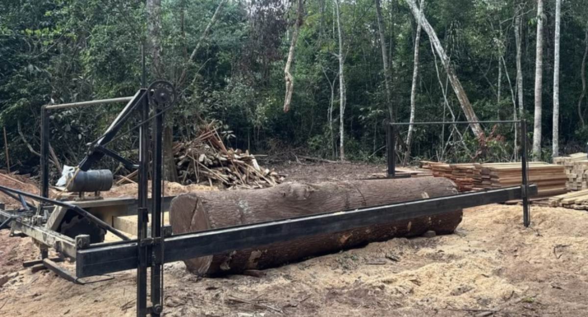 Polícia Federal e órgãos parceiros combatem extração ilegal de madeira em Terra Indígena em RO